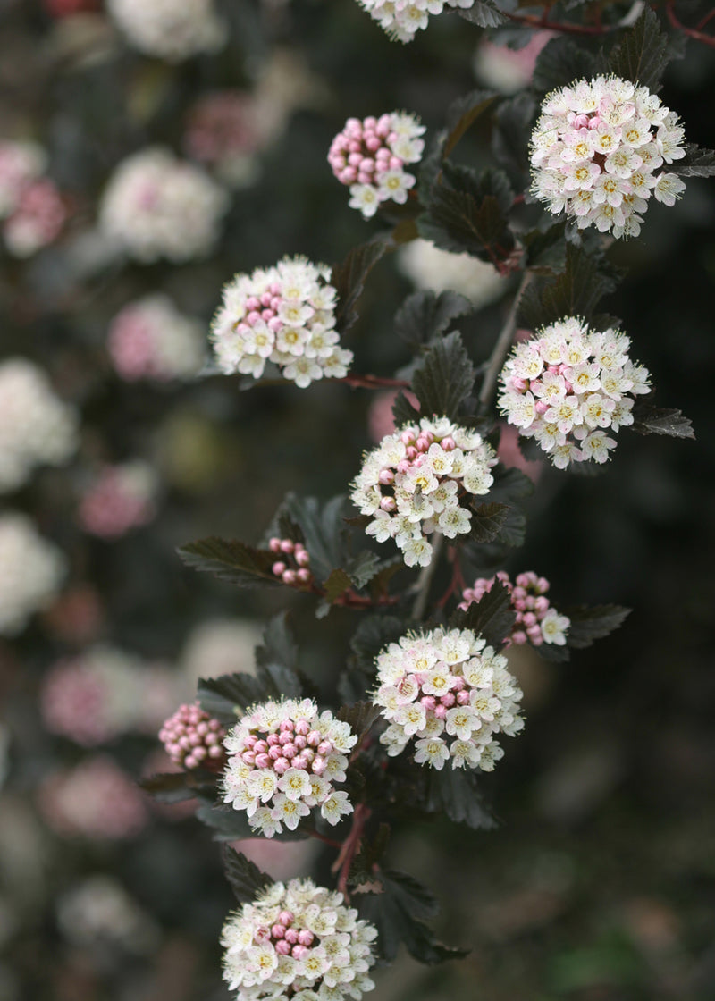 Summer Wine® Black Ninebark (Physocarpus)