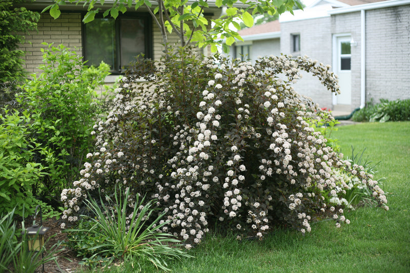 Summer Wine® Black Ninebark (Physocarpus)