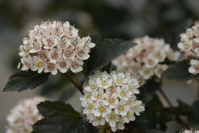 Summer Wine® Black Ninebark (Physocarpus)