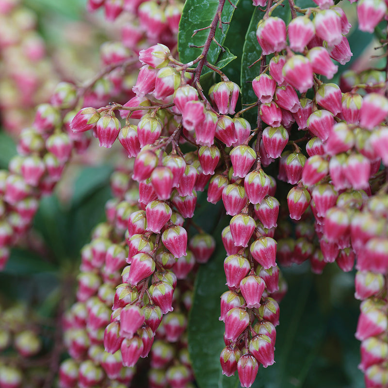 Interstella® Lily of the Valley shrub (Pieris)