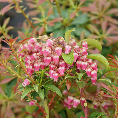 Interstella® Lily of the Valley shrub (Pieris)