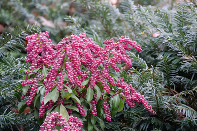 Interstella® Lily of the Valley (Pieris)