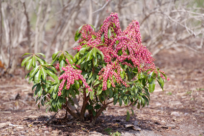 Interstella® Lily of the Valley (Pieris)