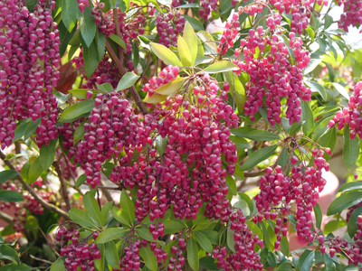 Interstella® Lily of the Valley (Pieris)