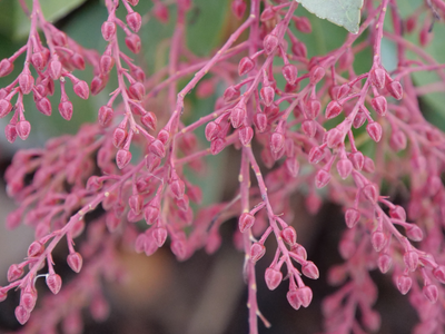 Interstella® Lily of the Valley (Pieris)