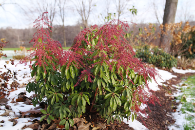 Interstella® Lily of the Valley (Pieris)