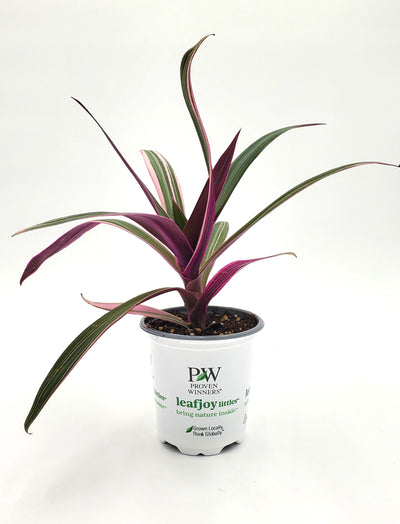 leafjoy littles™ Pink Lightning™ Oyster Plant (Rhoeo x) - New Proven Winners® Product 2024