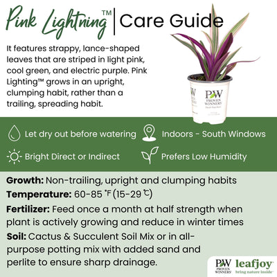 leafjoy littles™ Pink Lightning™ Oyster Plant (Rhoeo x) - New Proven Winners® Product 2024
