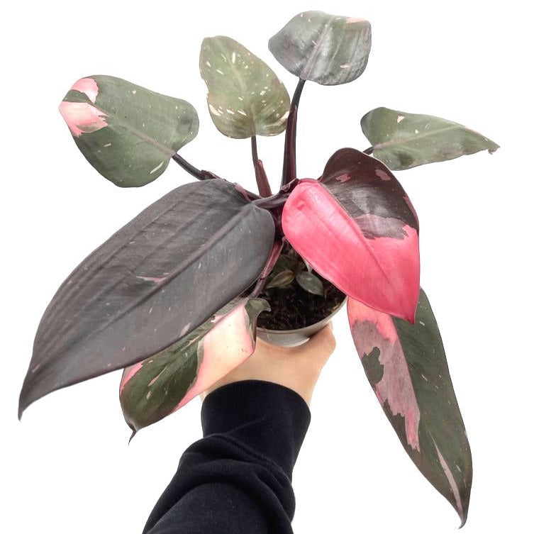 Prismacolor™ Pink Princess (Philodendron hybrid)