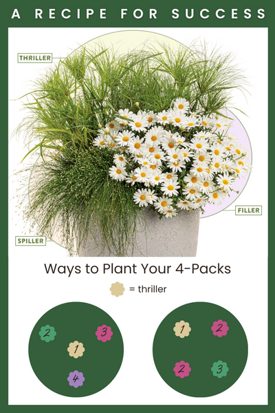Busy As Bees Combination 4-Pack Kit - New to Proven Winners Direct™