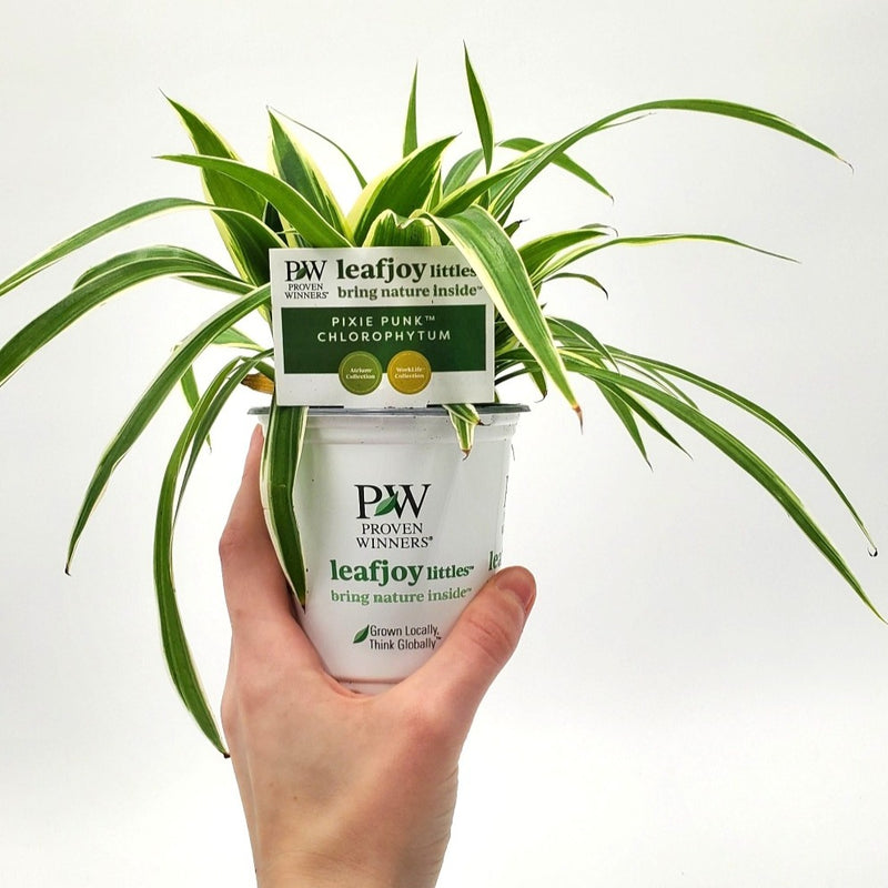 leafjoy littles™ Pixie Punk™ Spider Plant (Chlorophytum comosum) - New Proven Winners® Product 2024