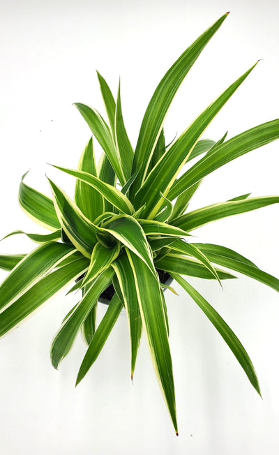 leafjoy littles™ Pixie Punk™ Spider Plant (Chlorophytum comosum) - New Proven Winners® Product 2024