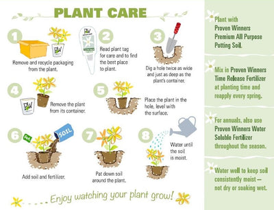 Good Vibrations® Privet (Ligustrum) - New Proven Winners® Variety 2025