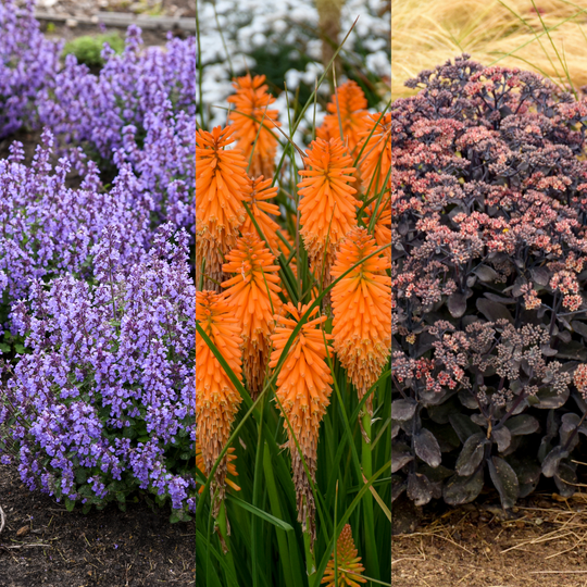 Pollinator Combo for the South #1