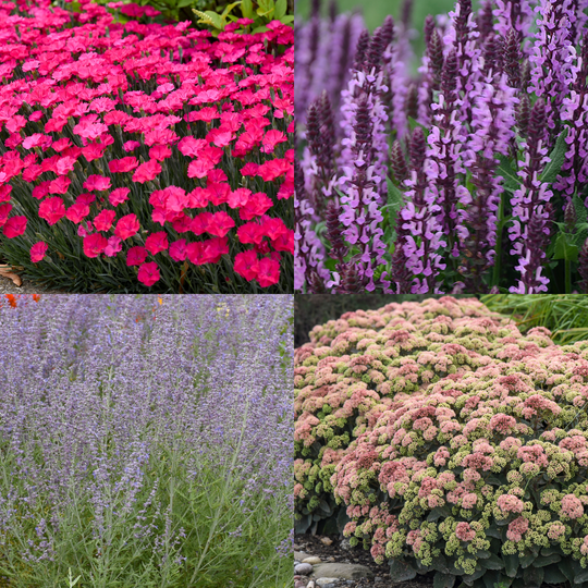 Pollinator Sunscape #1