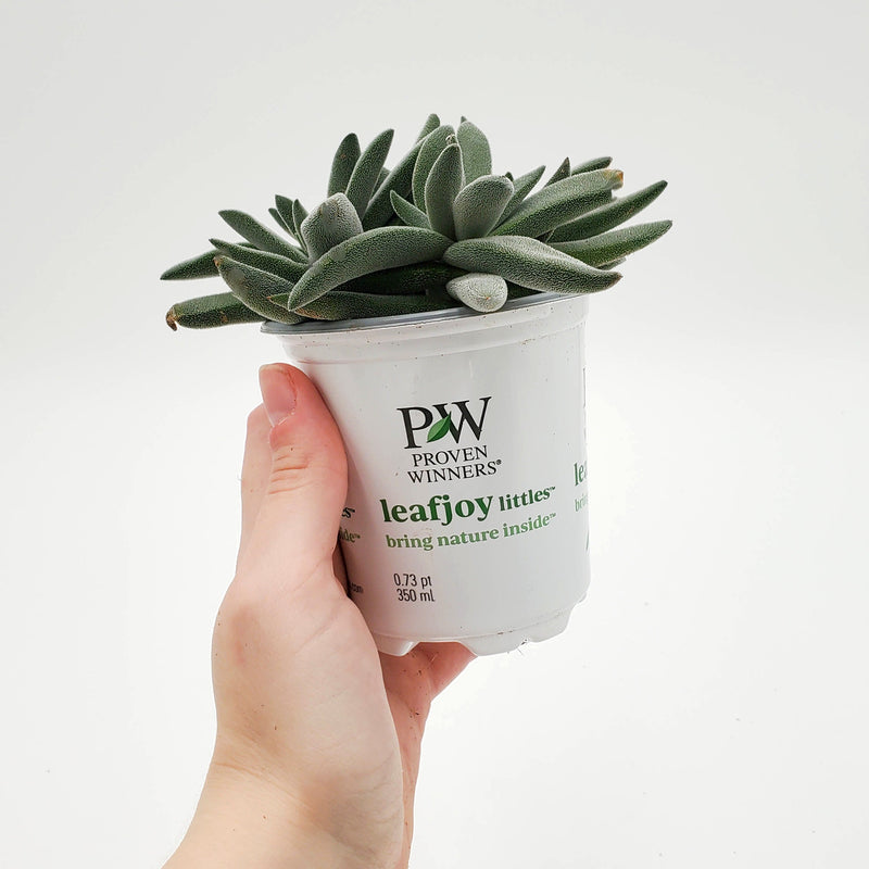 leafjoy littles™ Pretty in Pewter® (Crassula mesembryanthemoides) - New Proven Winners® Product 2024