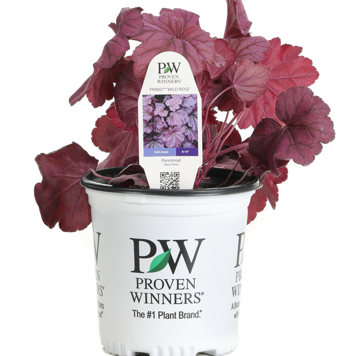 primo wild rose heuchera seeds Primo® 'Wild Rose' Coral Bells (Heuchera)
