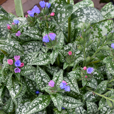 'Pink-a-Blue' Lungwort (Pulmonaria hybrid)