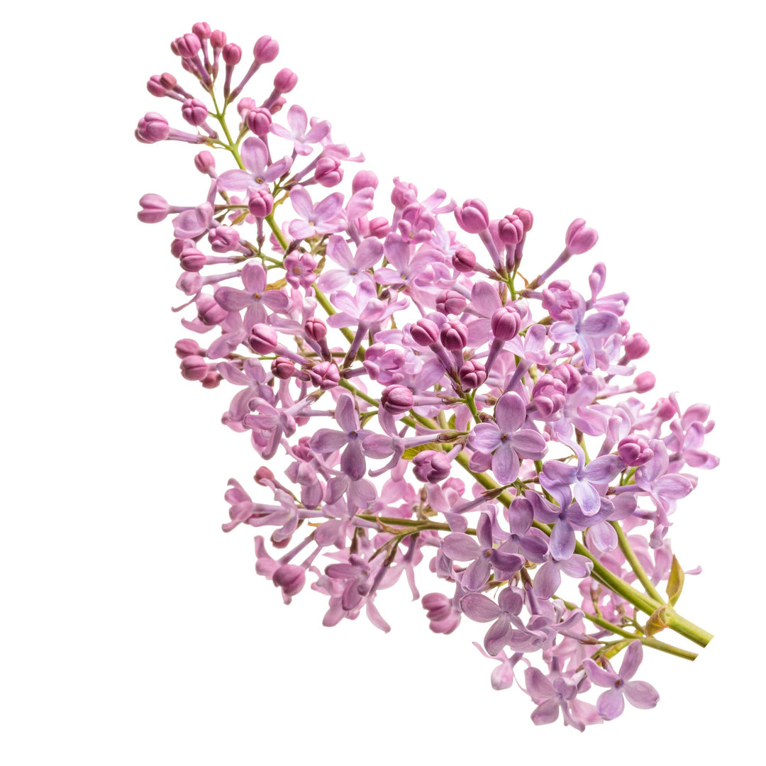 Scentara Pura® Lilac (Syringa x hyacinthiflora)