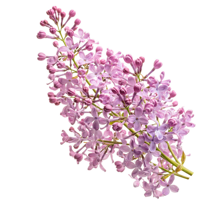 Scentara Pura® Lilac (Syringa x hyacinthiflora)