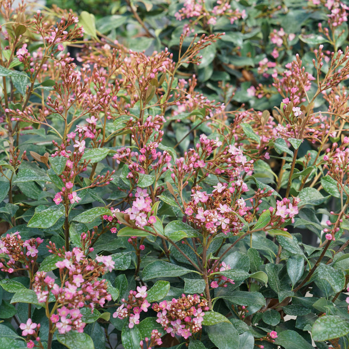 La Vida Grande® Indian Hawthorn (Rhaphiolepis indica)