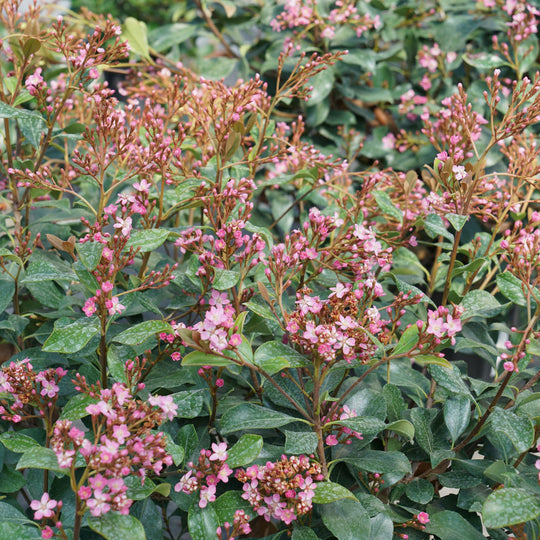La Vida Grande® Indian Hawthorn (Rhaphiolepis indica)
