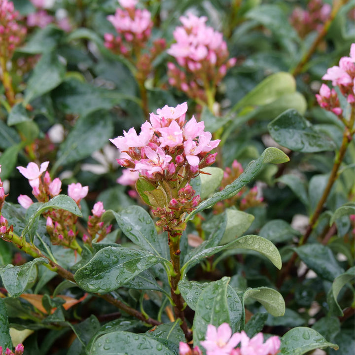 La Vida Grande® Indian Hawthorn (Rhaphiolepis indica)