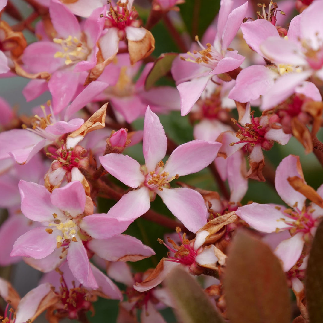 La Vida Grande® Indian Hawthorn (Rhaphiolepis indica)