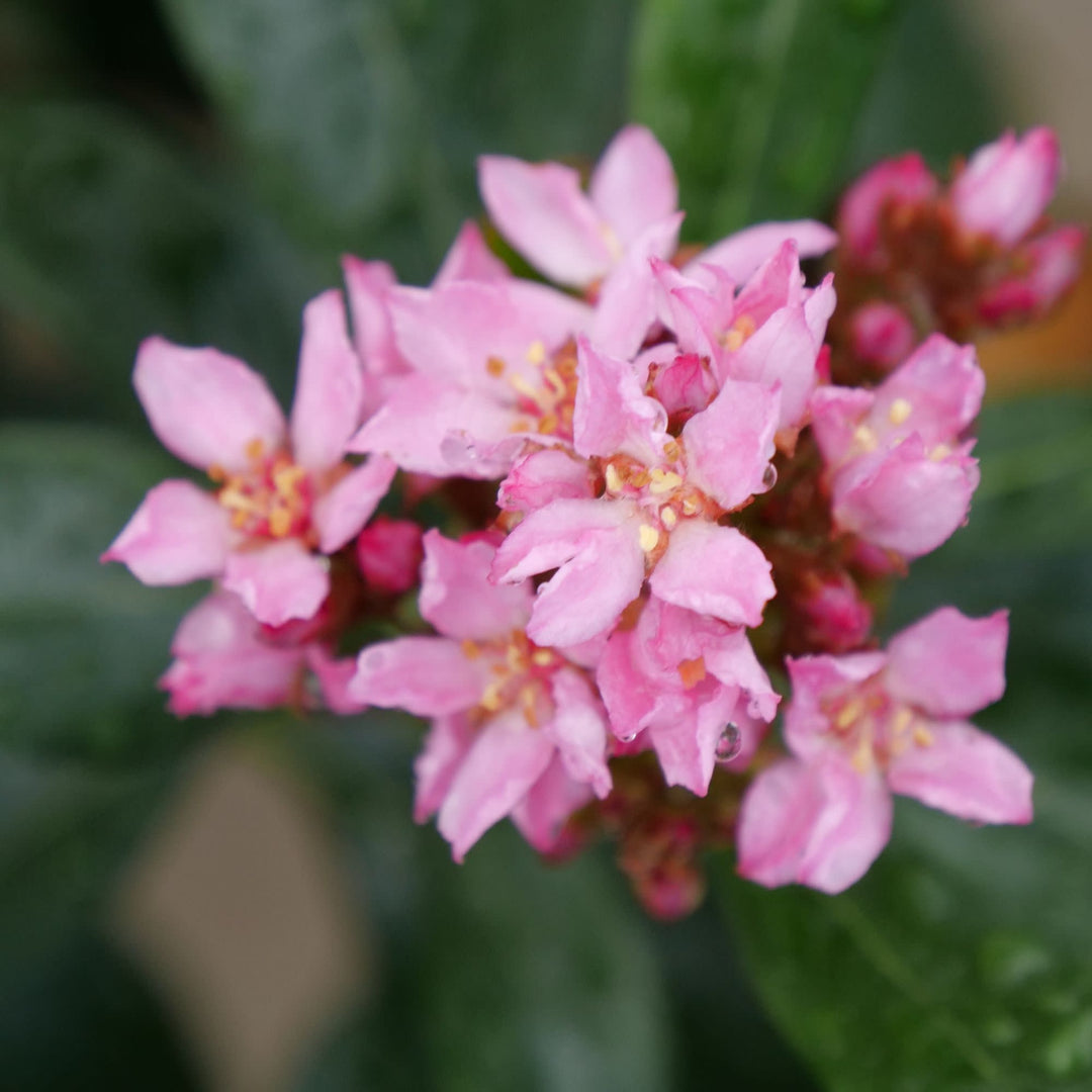 La Vida Grande® Indian Hawthorn (Rhaphiolepis indica)