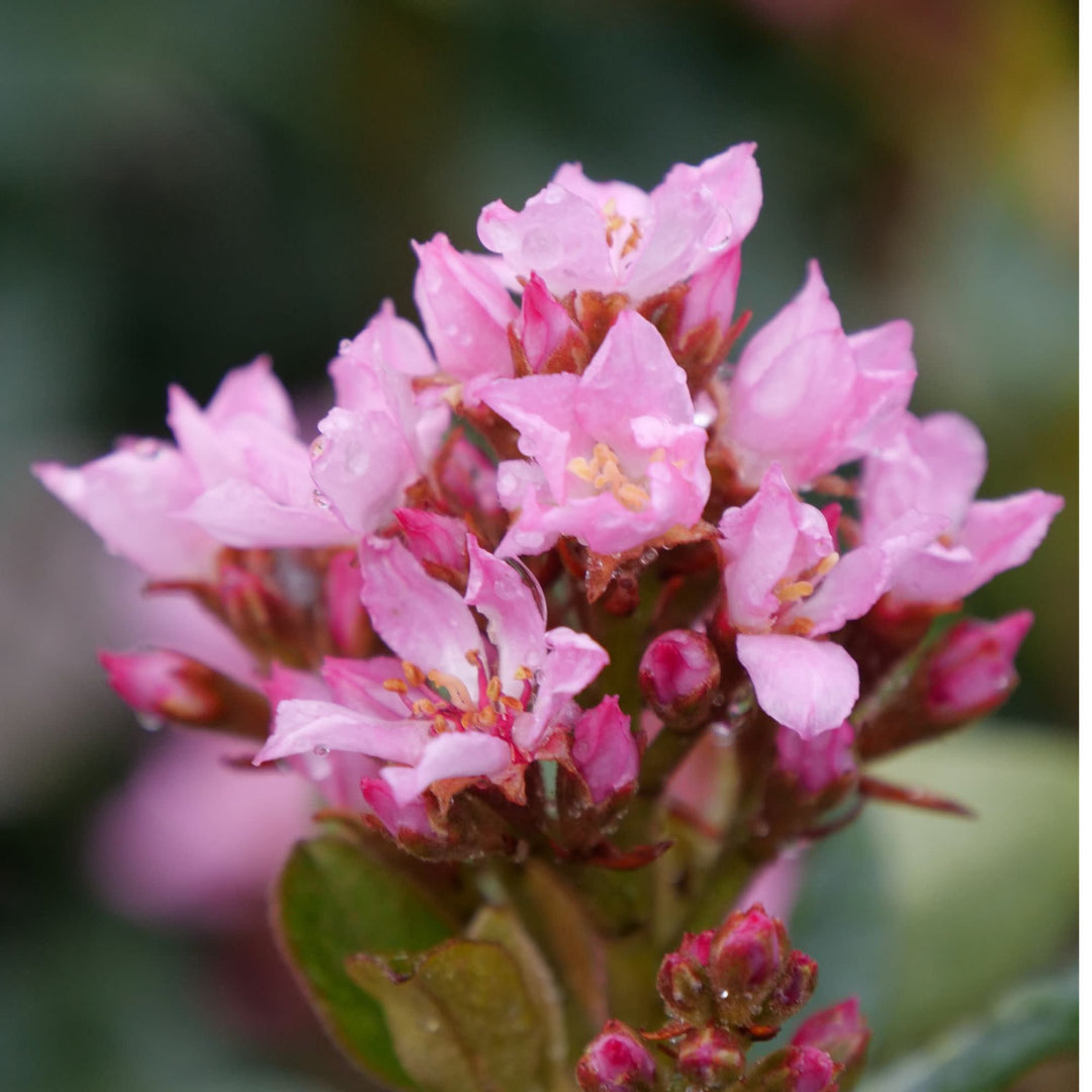 La Vida Grande® Indian Hawthorn (Rhaphiolepis indica)