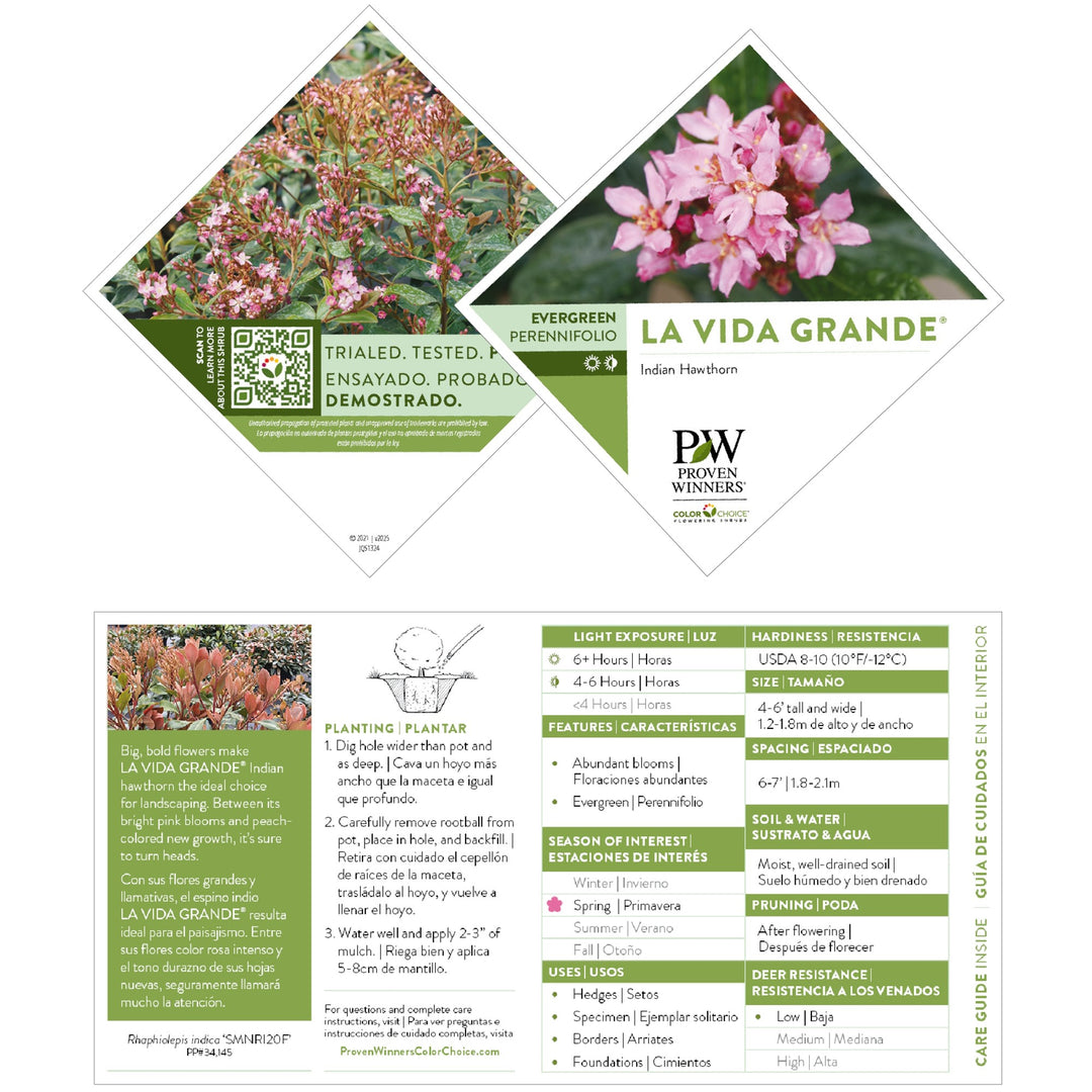 La Vida Grande® Indian Hawthorn (Rhaphiolepis indica)