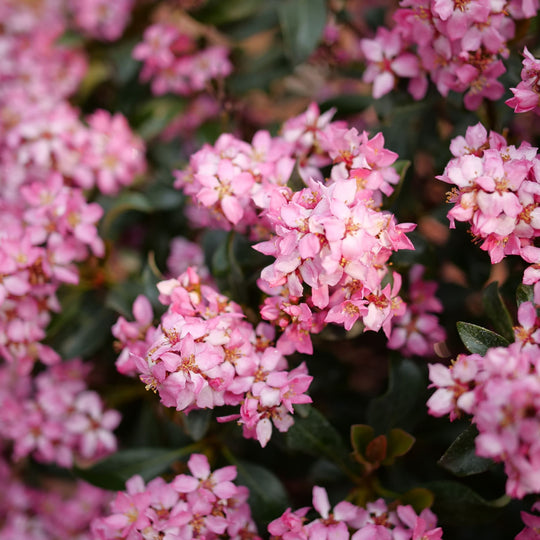 La Vida Más® Indian Hawthorn (Rhaphiolepis indica)