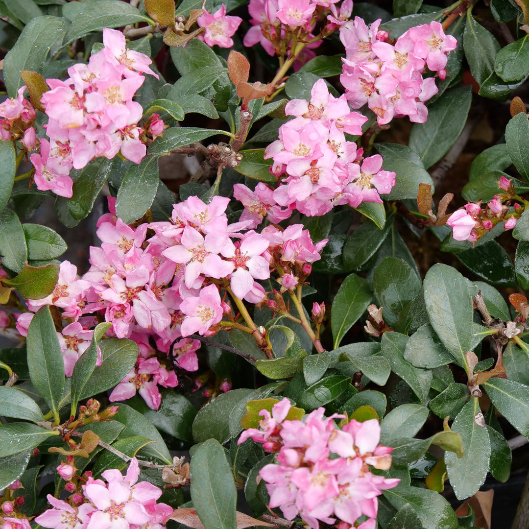 La Vida Más® Indian Hawthorn (Rhaphiolepis indica)