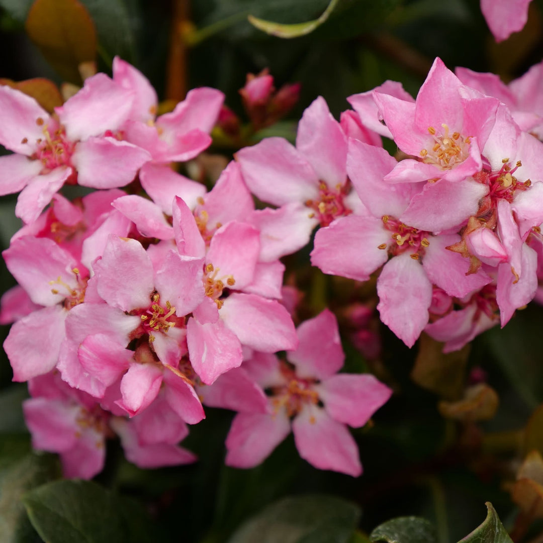 La Vida Más® Indian Hawthorn (Rhaphiolepis indica)