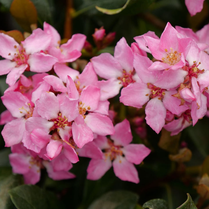 La Vida Más® Indian Hawthorn (Rhaphiolepis indica)