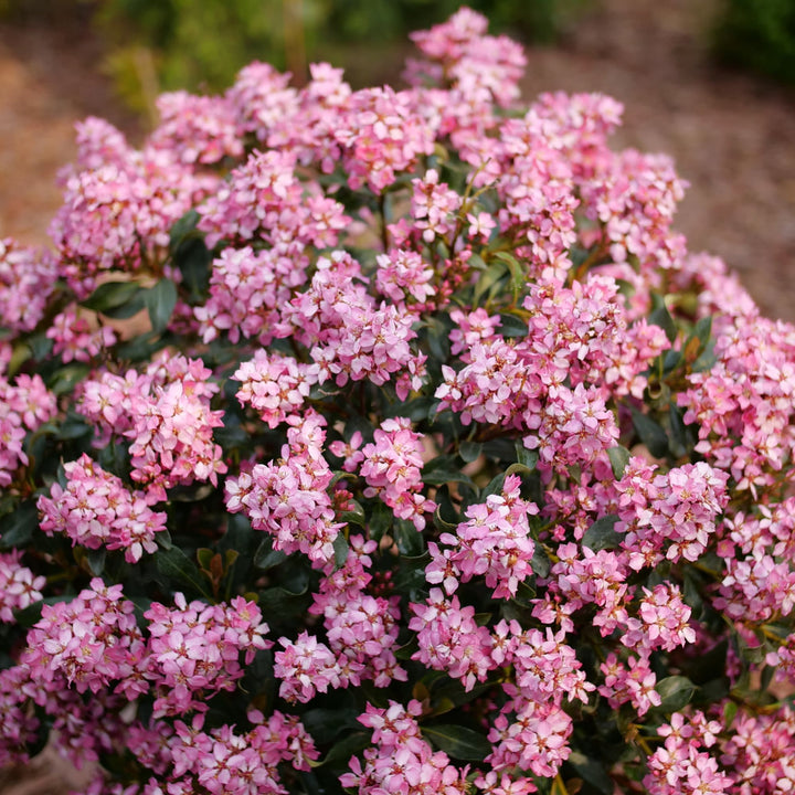 La Vida Más® Indian Hawthorn (Rhaphiolepis indica)