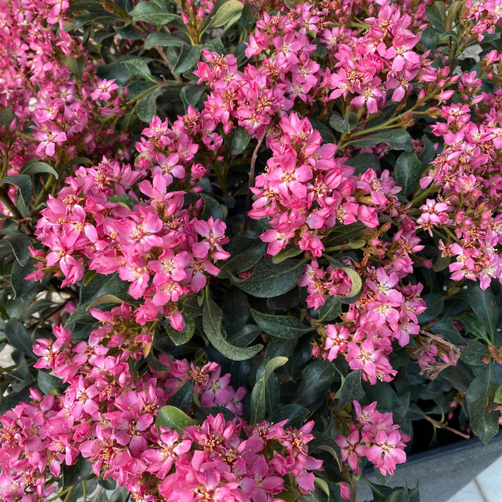 La Vida Más® Indian Hawthorn (Rhaphiolepis indica)