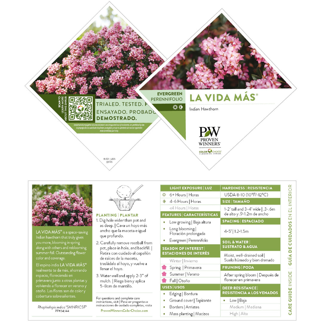 La Vida Más® Indian Hawthorn (Rhaphiolepis indica)