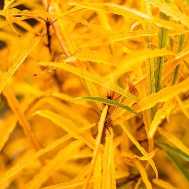 Fine Line Buckthorn up close.