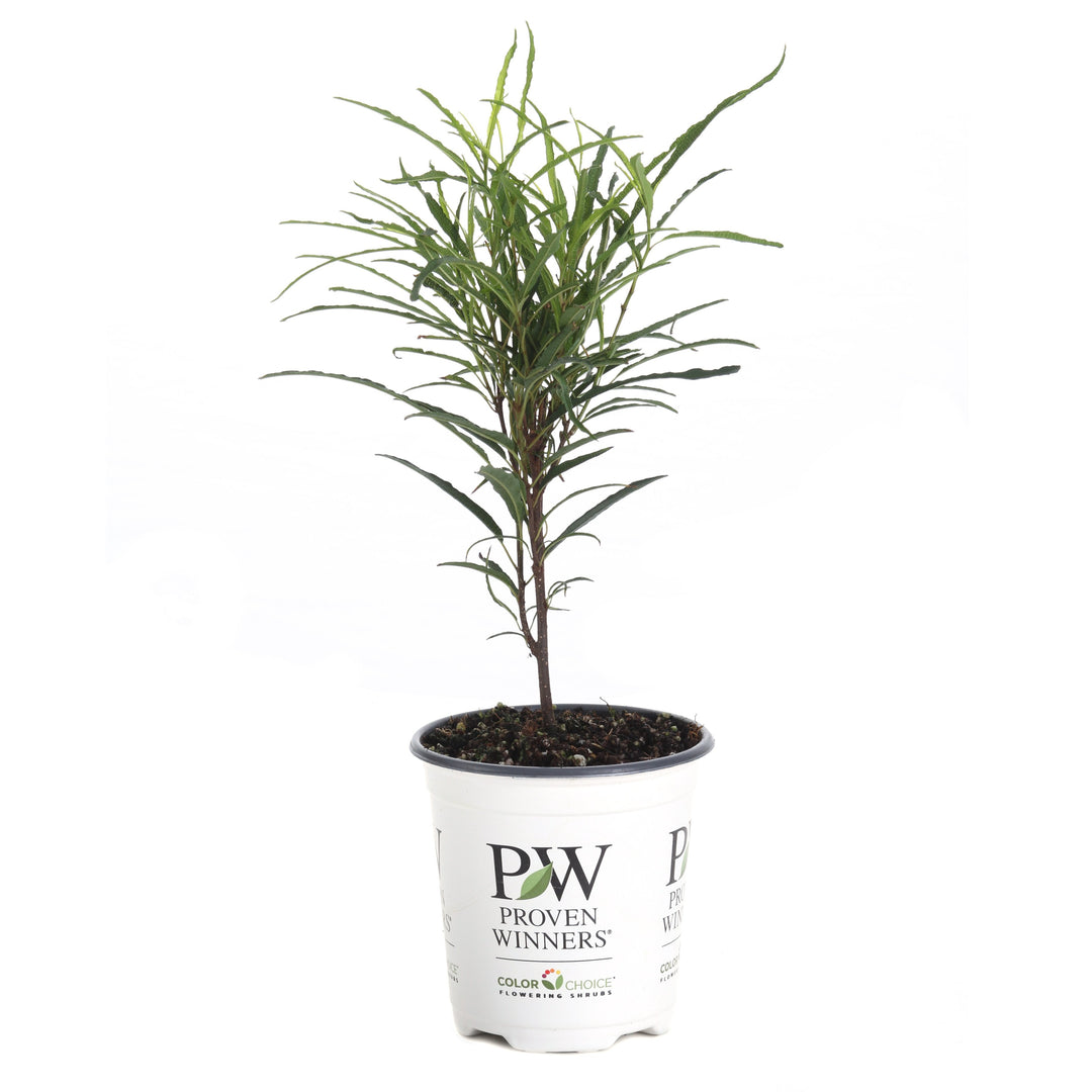Proven Winners 1 Gal. Fine Line Buckthorn (Rhamnus) Live Shrub, Green Foliage