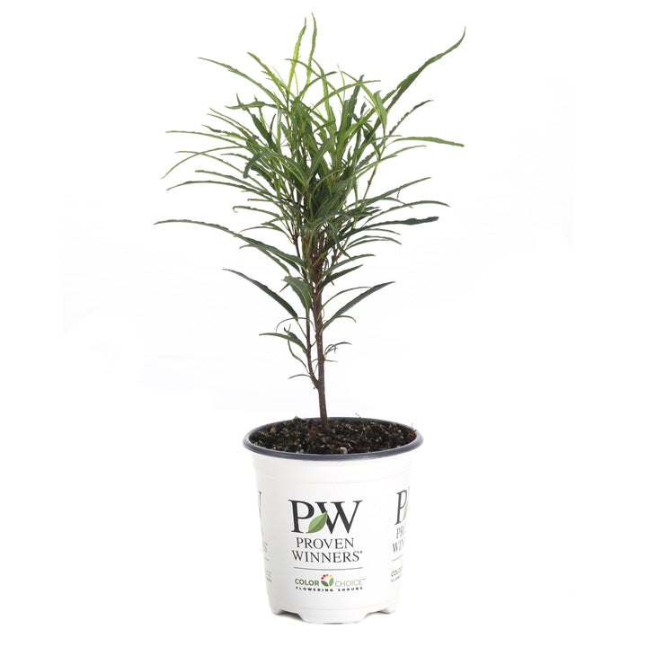 Buckthorn | Fine Line®