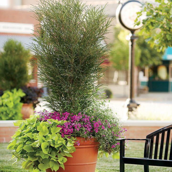 Proven Winners 1 Gal. Fine Line Buckthorn (Rhamnus) Live Shrub, Green Foliage