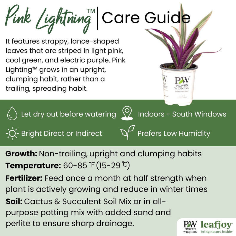 leafjoy® Pink Lightning™ Oyster Plant detailed care information.