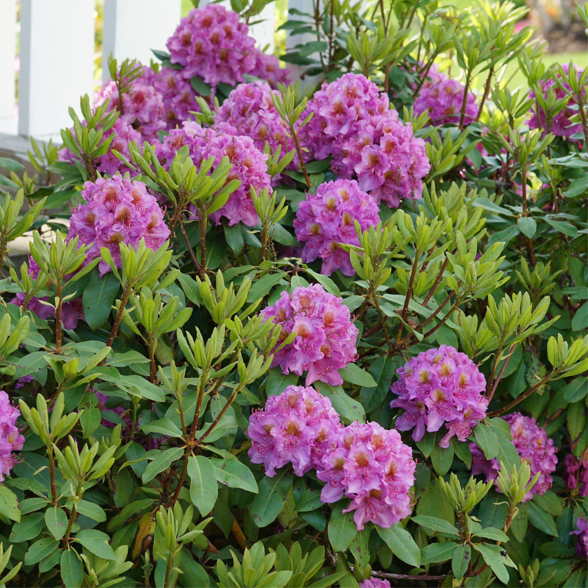 ポンスケページ Rhododendron | Dandy Man® Purple | Proven Winners® Shrubs – Proven