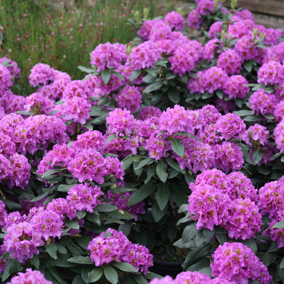 Dandy Man® Purple (Rhododendron x)