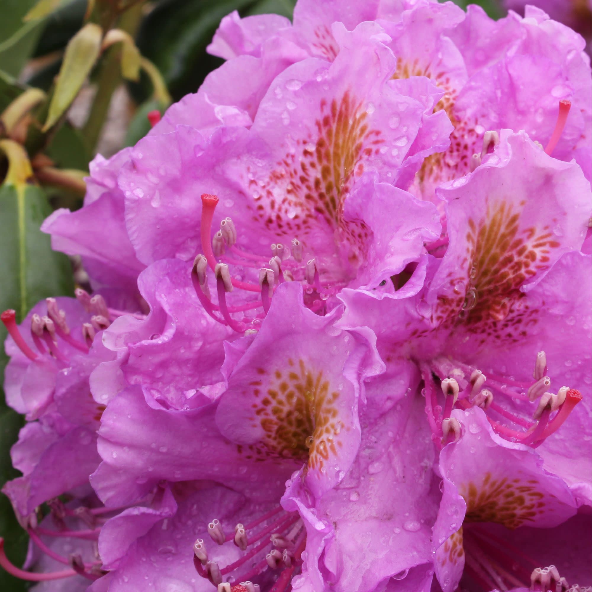 Rhododendron | Dandy Man® Purple | Proven Winners® Shrubs – Proven