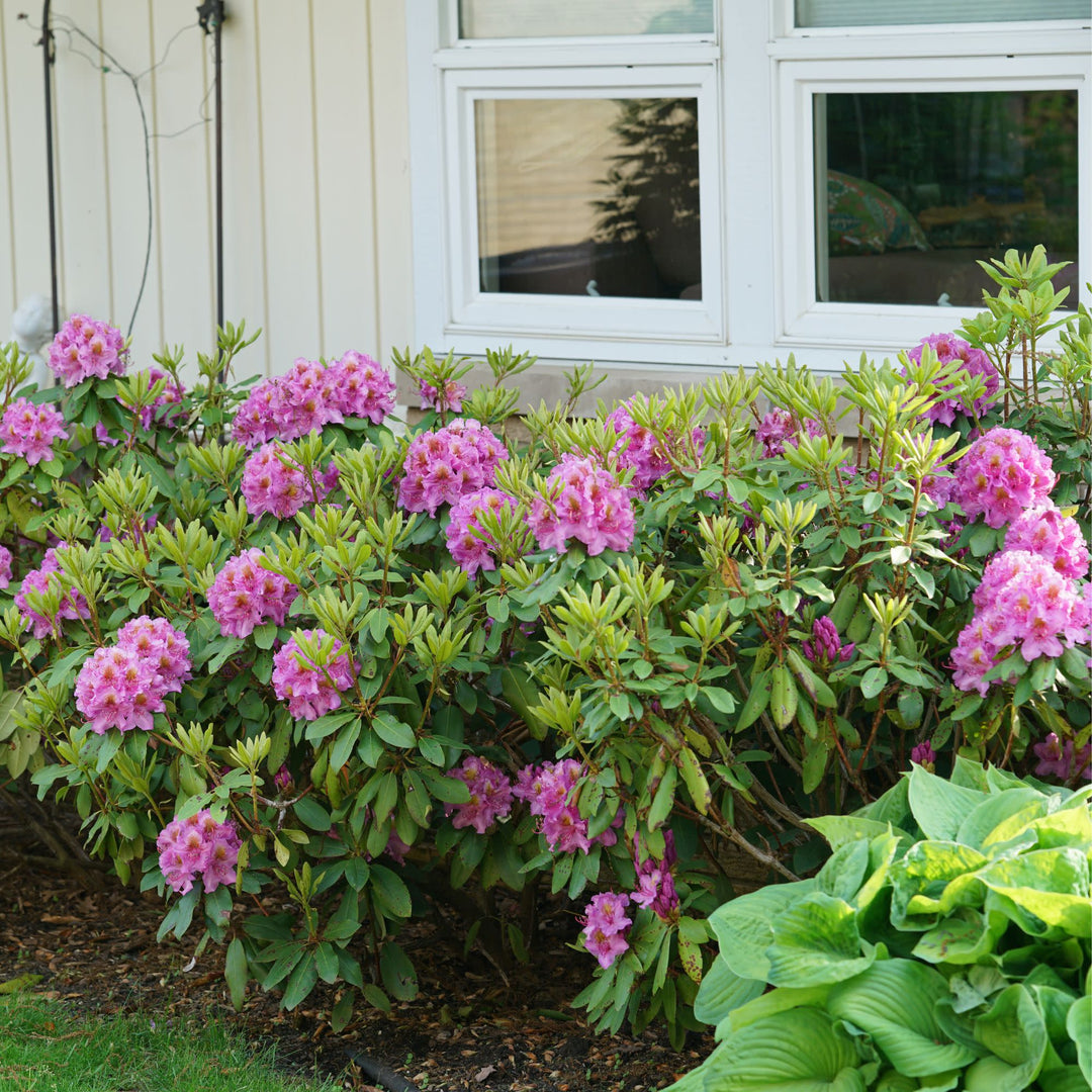 Dandy Man® Purple (Rhododendron x)