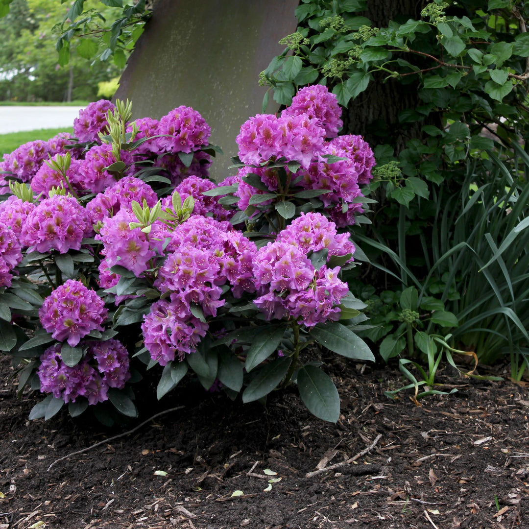 Dandy Man® Purple (Rhododendron x)