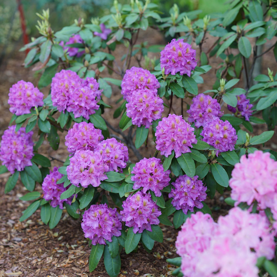 Dandy Man® Purple (Rhododendron x)