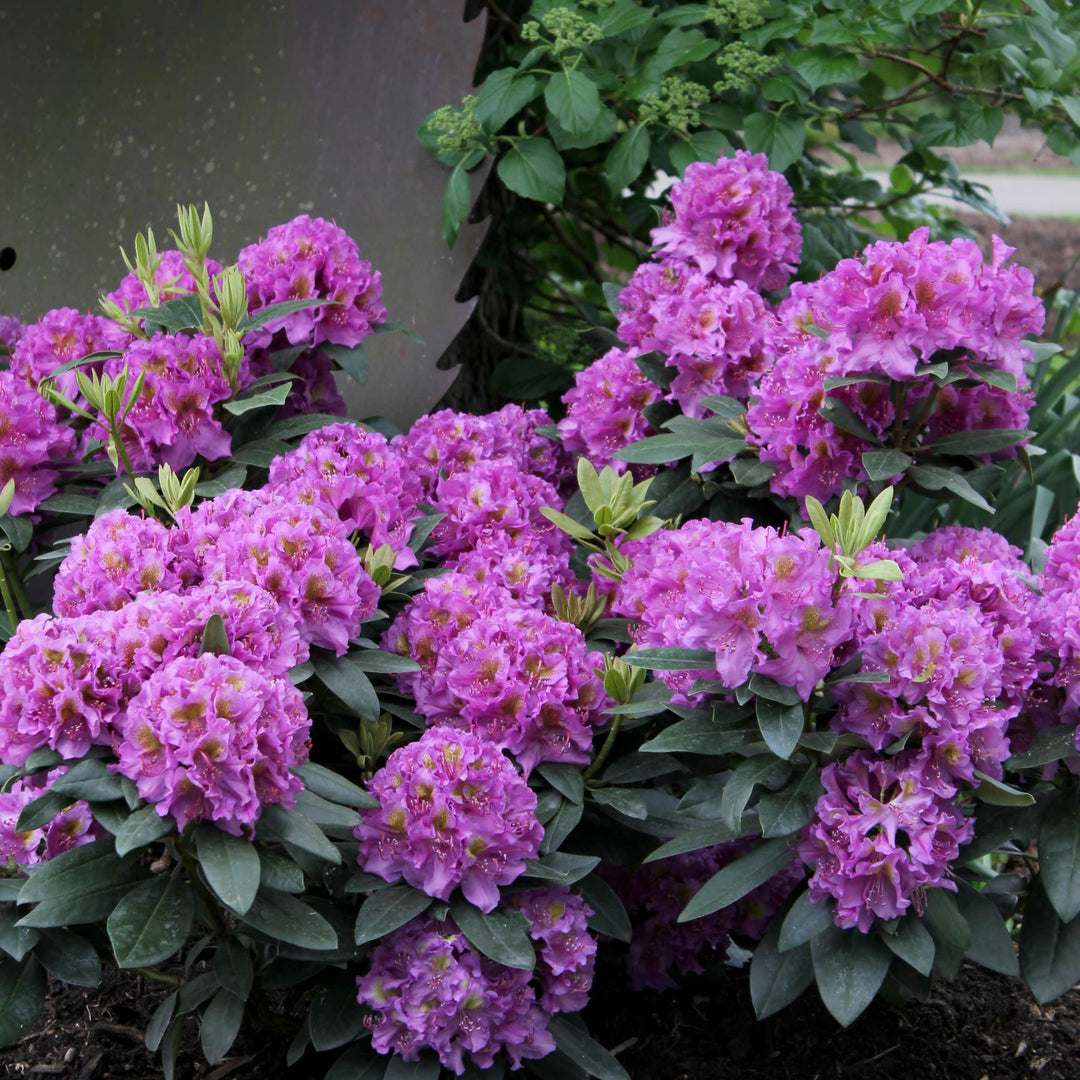 Rhododendron | Dandy Man® Purple | Proven Winners® Shrubs – Proven